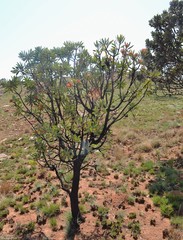 Protea caffra caffra
