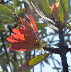 Protea caffra caffra