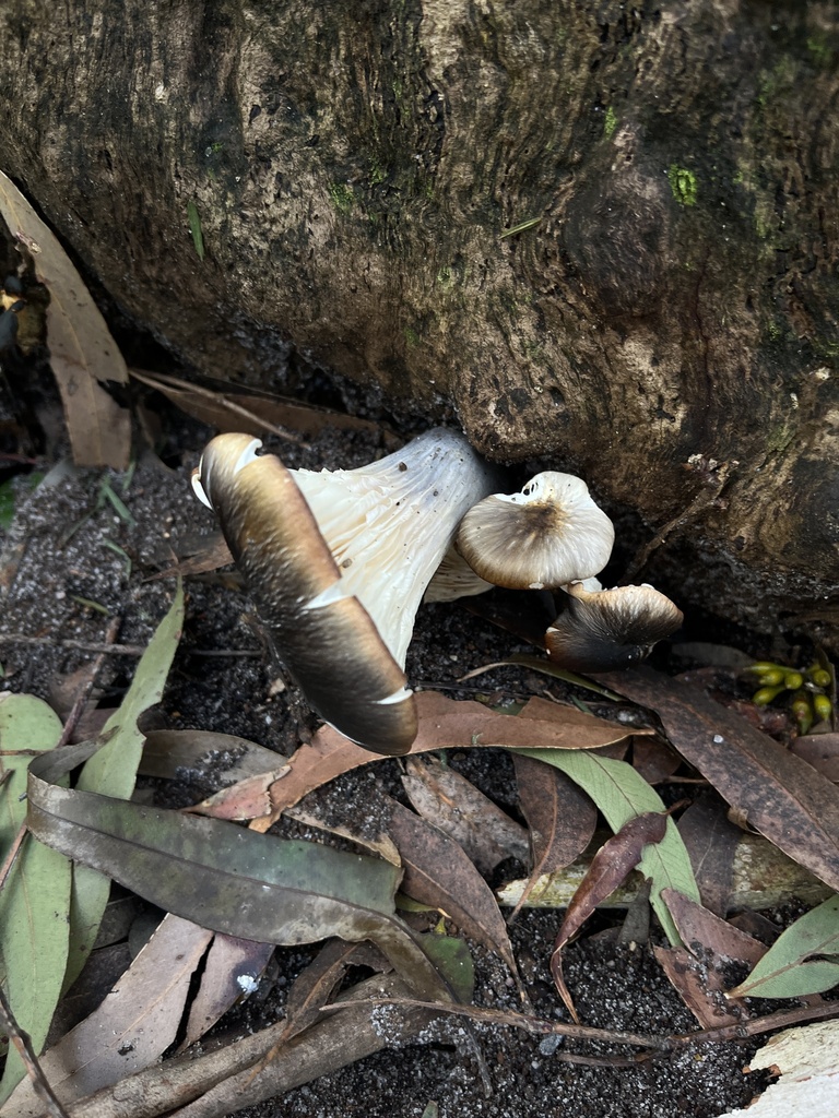 Omphalotus nidiformis · June 2025 · photo: © oqt (iNaturalist, cc-by)