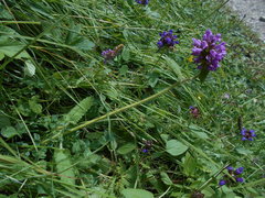 Betonica hirsuta