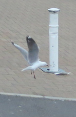 Chroicocephalus hartlaubii