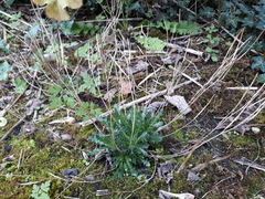Arabis scabra