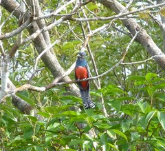 Trogon curucui