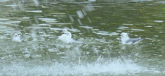 Chroicocephalus hartlaubii