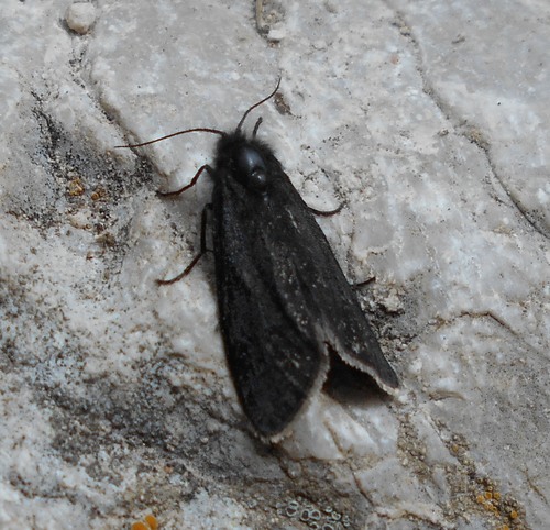 Melasina