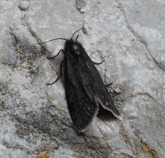 Typhonia ciliaris