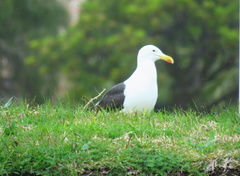 Larus dominicanus
