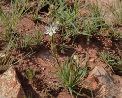 Chlorophytum transvaalense