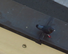 Columba livia
