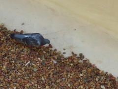 Columba livia