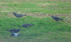 Columba livia