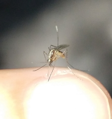 Aedes atlanticus