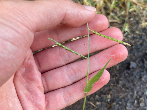 Urochloa distachyos observed 2025-06-16