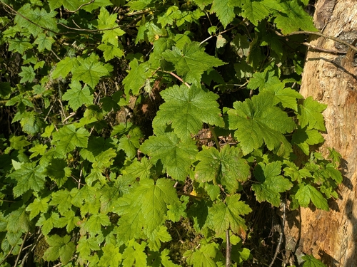 Trailing Blackcurrant (Ribes laxiflorum)