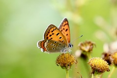 Lycaena panava