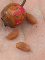 Crataegus holmesiana