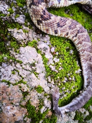 Crotalus culminatus