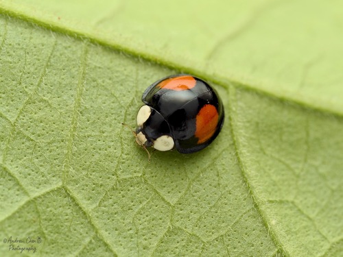 How to identify Coelophora saucia