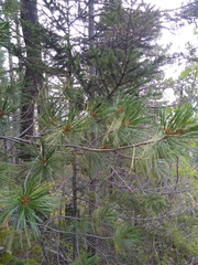 Pinus stylesii