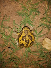 Uperodon systoma