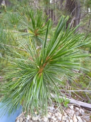 Pinus stylesii