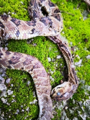 Crotalus culminatus