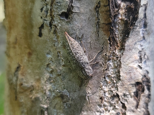 Flat-headed Poplar Borer photo 4