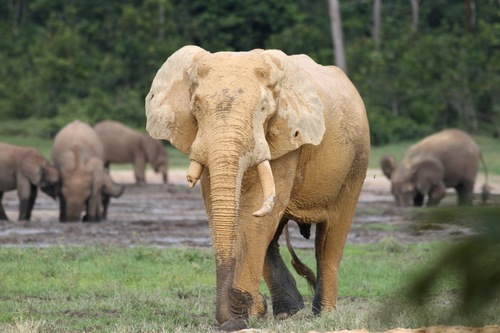 Forest Elephant