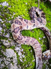Crotalus culminatus