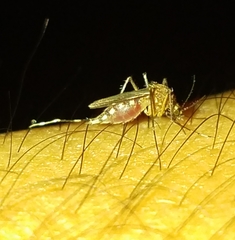 Aedes canadensis
