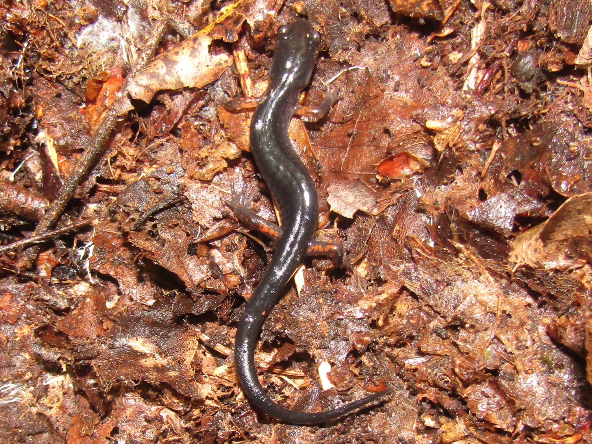 Cheoah Bald Salamander, Plethodon cheoah