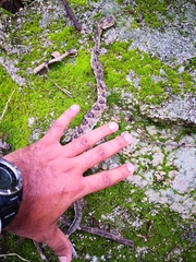 Crotalus culminatus