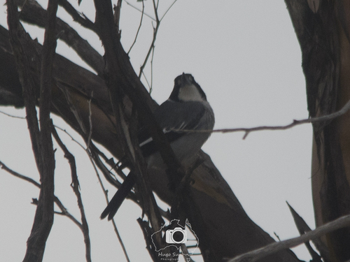 Grey Butcherbird