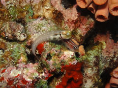 Helcogramma