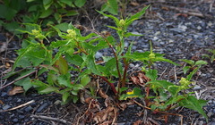 Koenigia alaskana