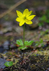 Anemonastrum richardsonii