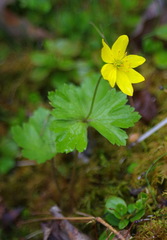 Anemonastrum richardsonii