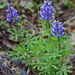 Lupinus arcticus - Photo (c) Andy Fyon, μερικά δικαιώματα διατηρούνται (CC BY-NC), uploaded by Andy Fyon