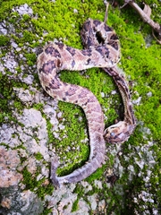 Crotalus culminatus