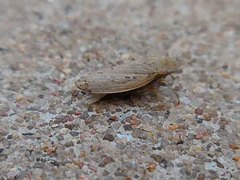 Negosiana dualis