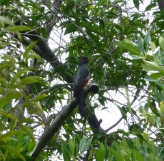 Trogon melanurus