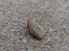 Negosiana dualis