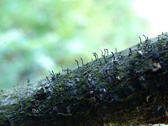 Phaeocalicium curtisii