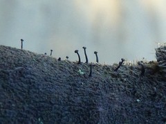 Phaeocalicium curtisii