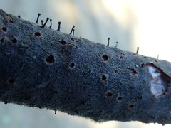 Phaeocalicium curtisii