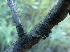 Phaeocalicium curtisii