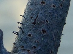 Phaeocalicium curtisii