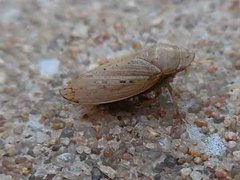 Negosiana dualis