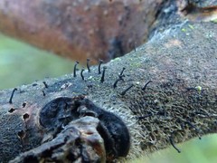 Phaeocalicium curtisii