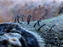 Phaeocalicium curtisii